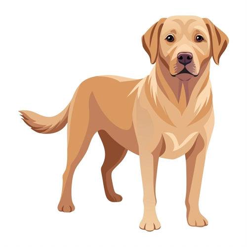 Dog Lovers Theme Labrador Dog Transparent Sticker